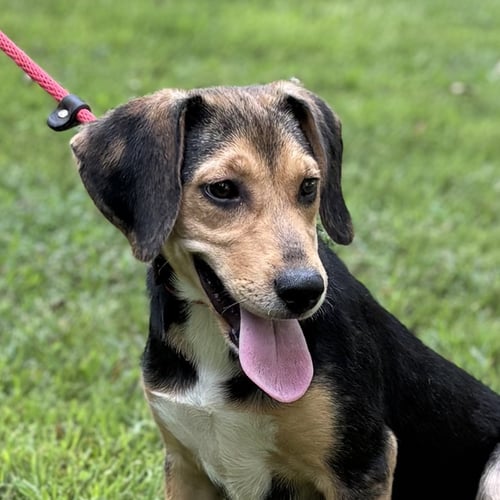 CLOVER - Beagle available for adoption