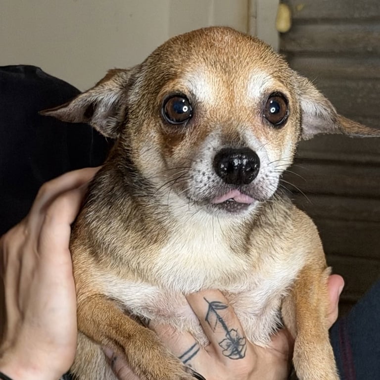 NELLY Image