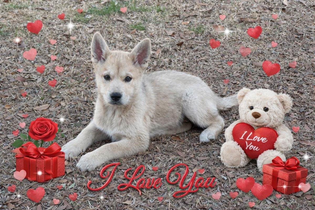 ASPEN - Shiba Inu available for adoption