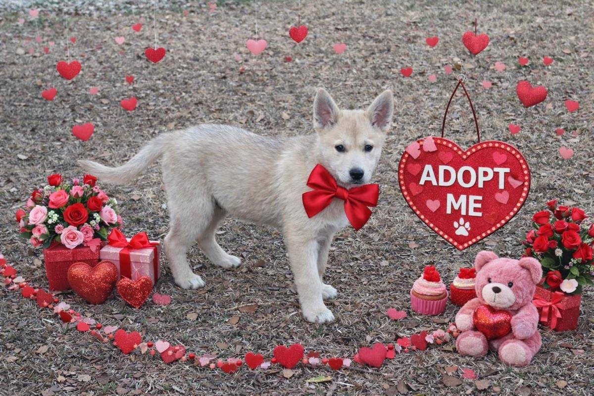 ASPEN - Shiba Inu available for adoption