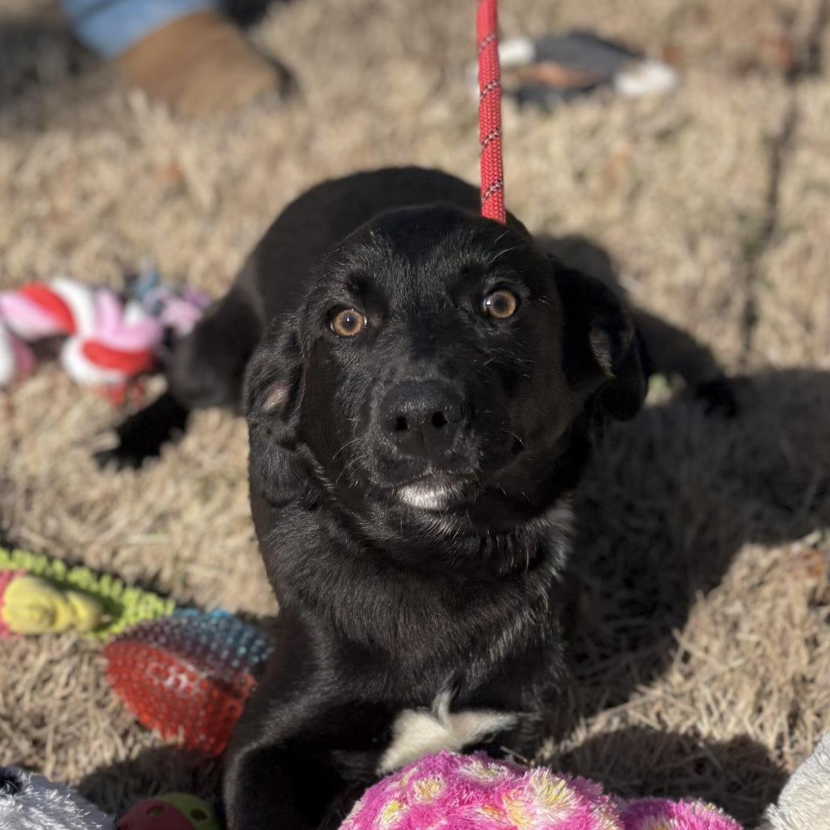 LUIGI - Labrador Retriever available for adoption