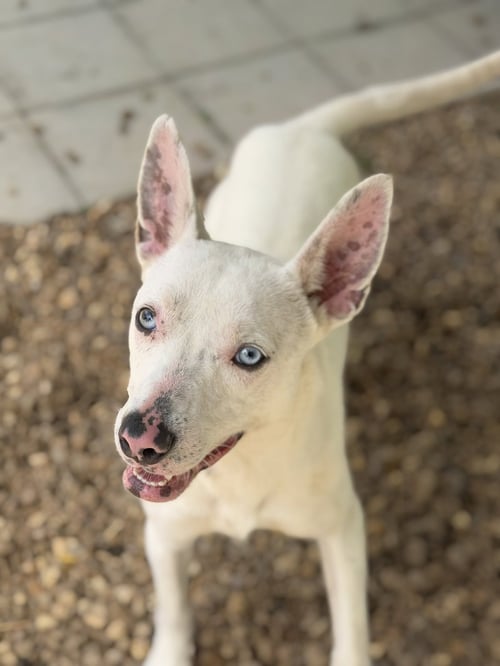 SUGAR  LOWER FEE! - Terrier available for adoption