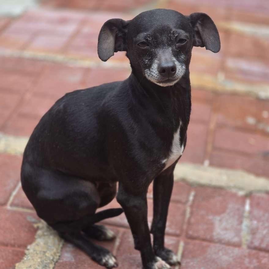 NEYTIRI - Chihuahua available for adoption