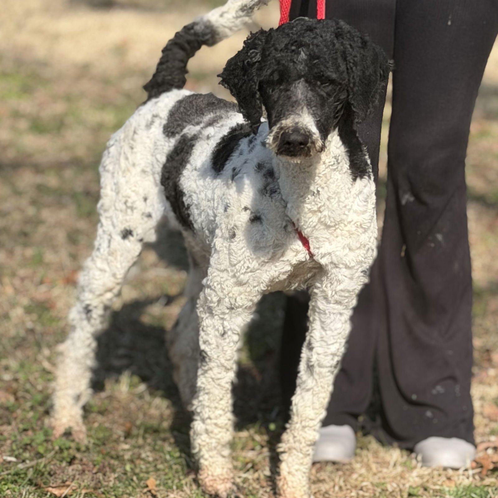 CURLY - Poodle (Standard) available for adoption