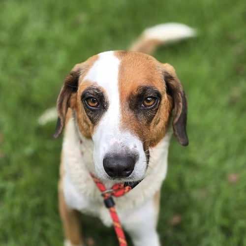 BUTTERMILK - Beagle / American Foxhound available for adoption