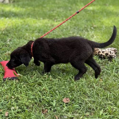 RACER - Labrador Retriever available for adoption