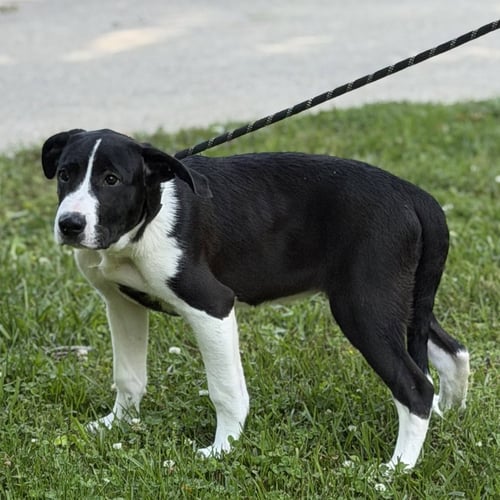 TAFFY - Terrier / Hound available for adoption