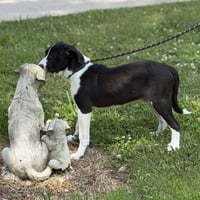 TAFFY - Photo 3