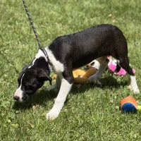 TAFFY - Photo 4