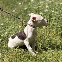 THUMPER - Photo 3