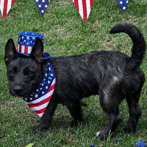 OREANA - Terrier available for adoption