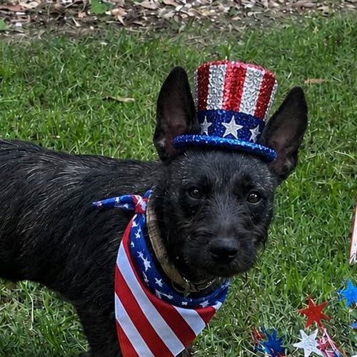OREANA - Terrier available for adoption