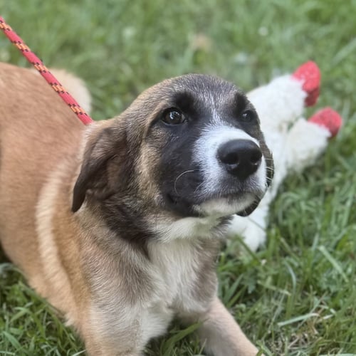 BUBBLES - Shepherd available for adoption