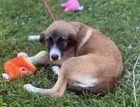 BUBBLES - Photo 3