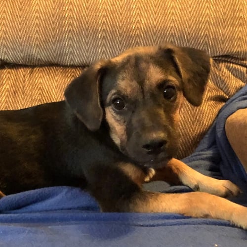 WILMA - Labrador Retriever / Hound available for adoption