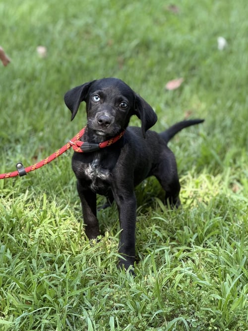 CHEETO - Hound available for adoption