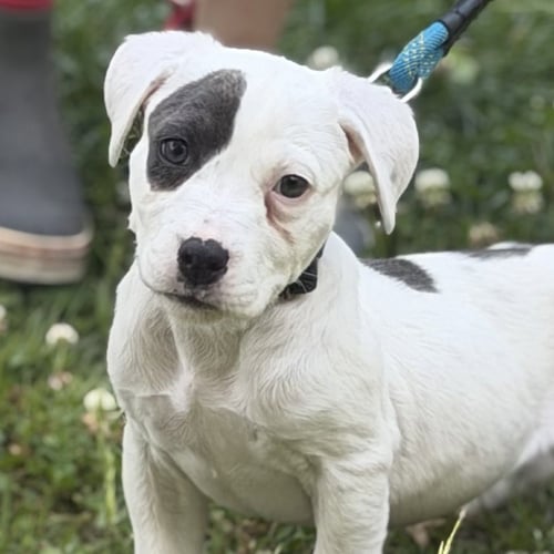 DORITO - Labrador Retriever available for adoption