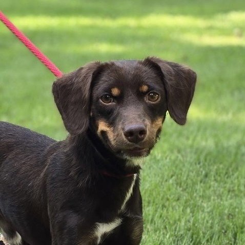 FRANKIE - Dachshund available for adoption