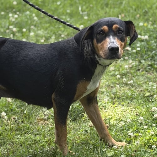 MOLLY - Hound available for adoption