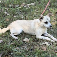 WOODY - Photo 4