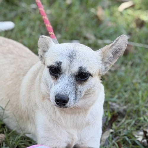 WOODY - Chihuahua available for adoption