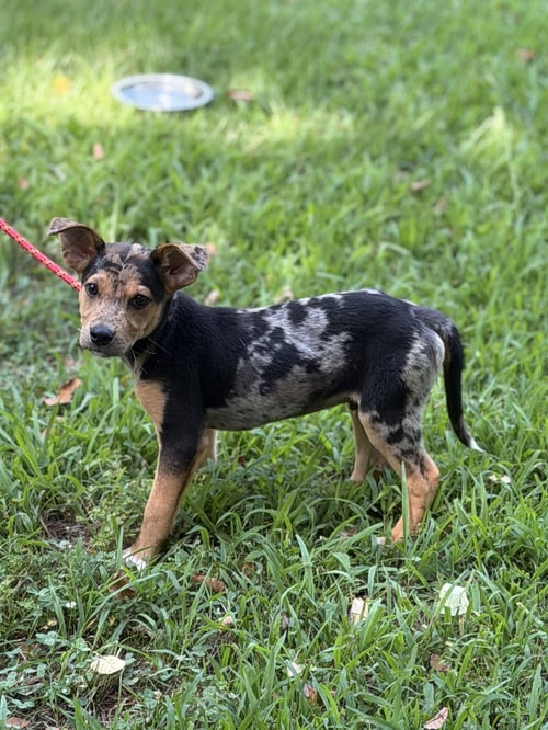 COWBOY - Hound available for adoption