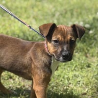 SNICKERS - Photo 1