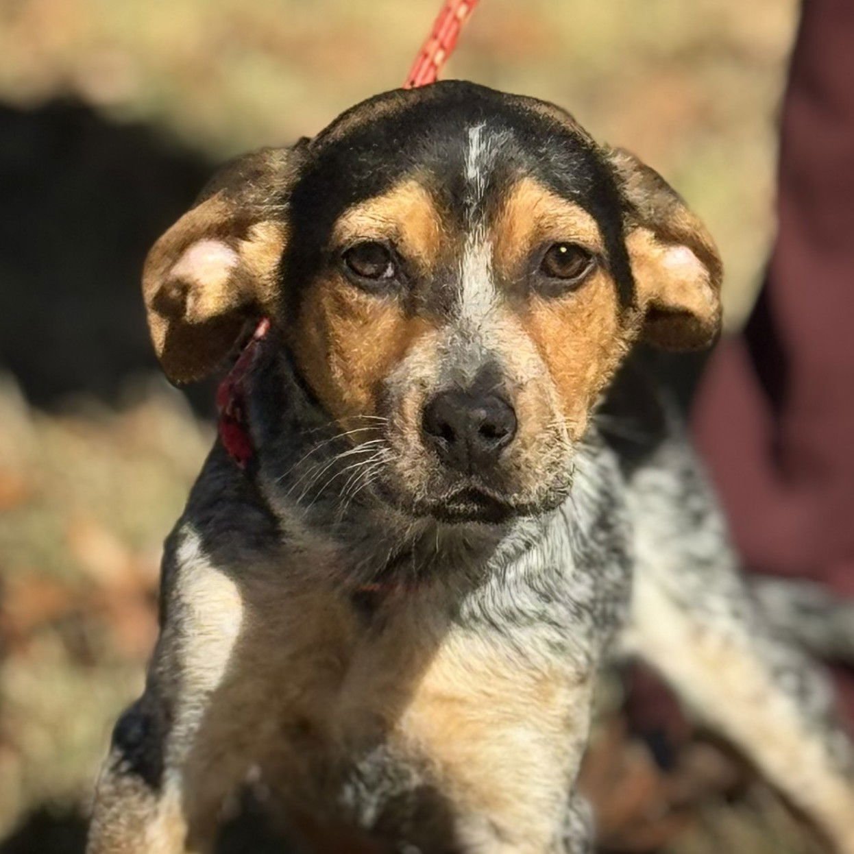 DARBY - Australian Shepherd available for adoption