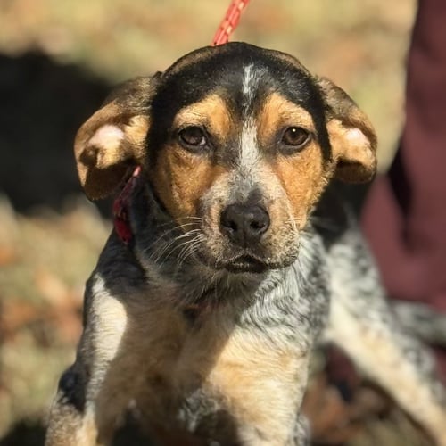 DARBY  LOWER FEE! - Australian Shepherd available for adoption