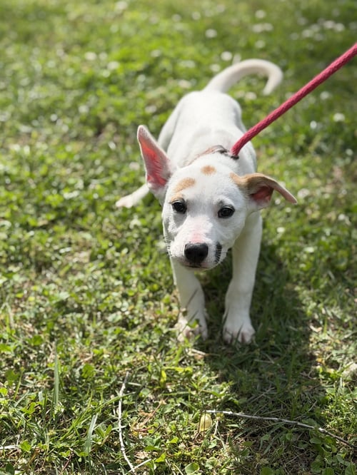 PENNE - Terrier / Labrador Retriever available for adoption