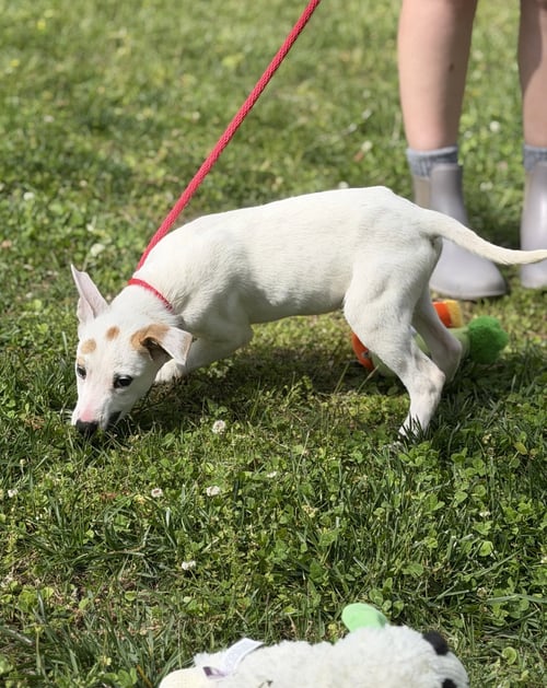 PENNE - Terrier / Labrador Retriever available for adoption