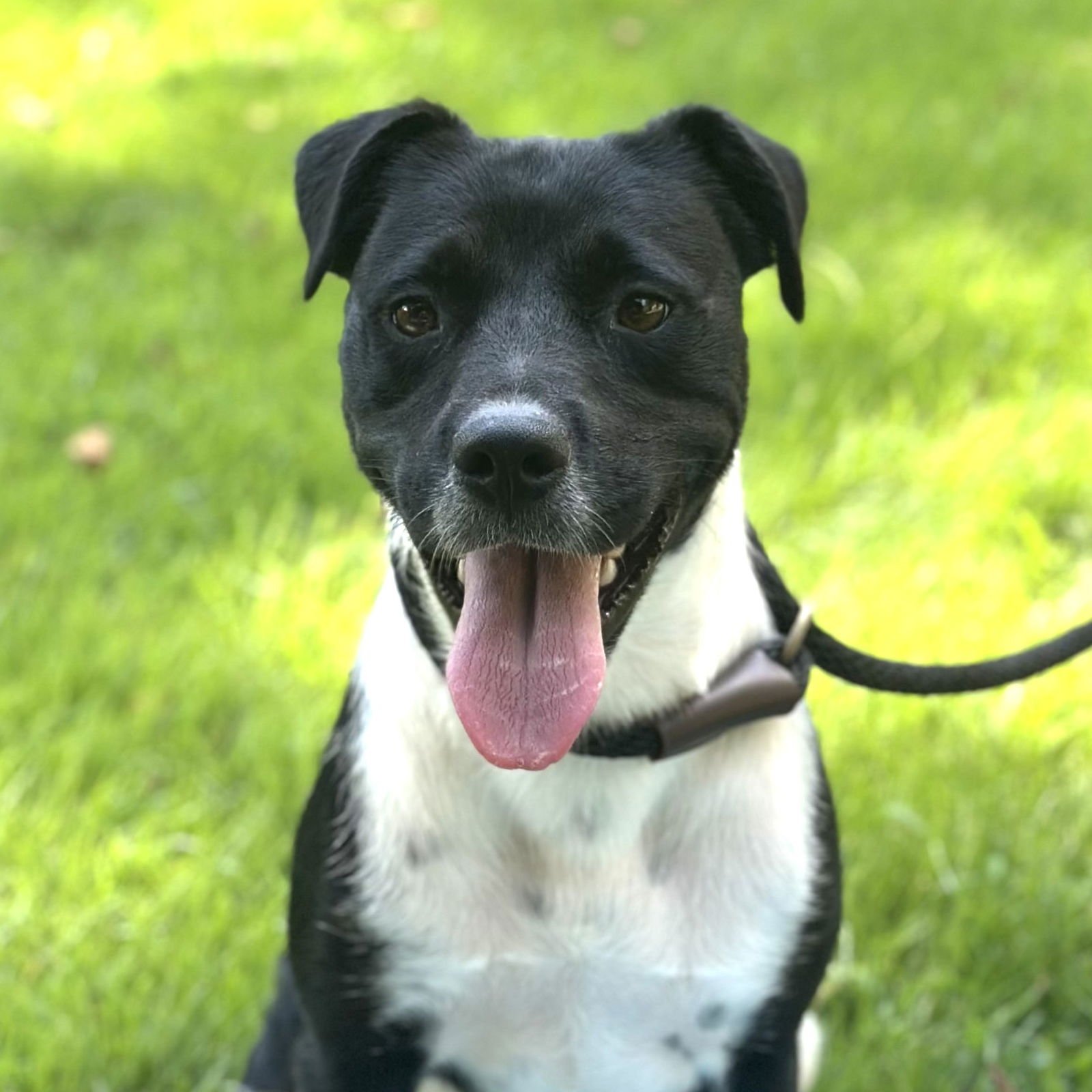 BALLENA (LOWER /FEE) - Labrador Retriever / Terrier available for adoption