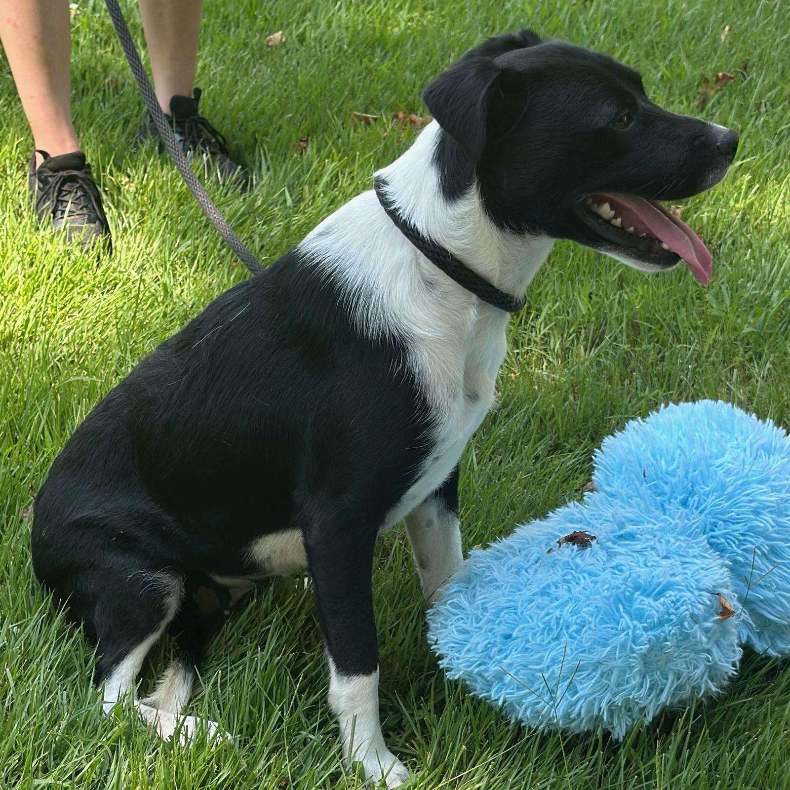 BALLENA (LOWER /FEE) - Labrador Retriever / Terrier available for adoption