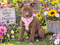 BULLET - Photo 4