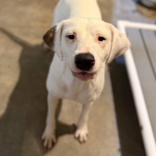 SNOW - Terrier / Labrador Retriever available for adoption