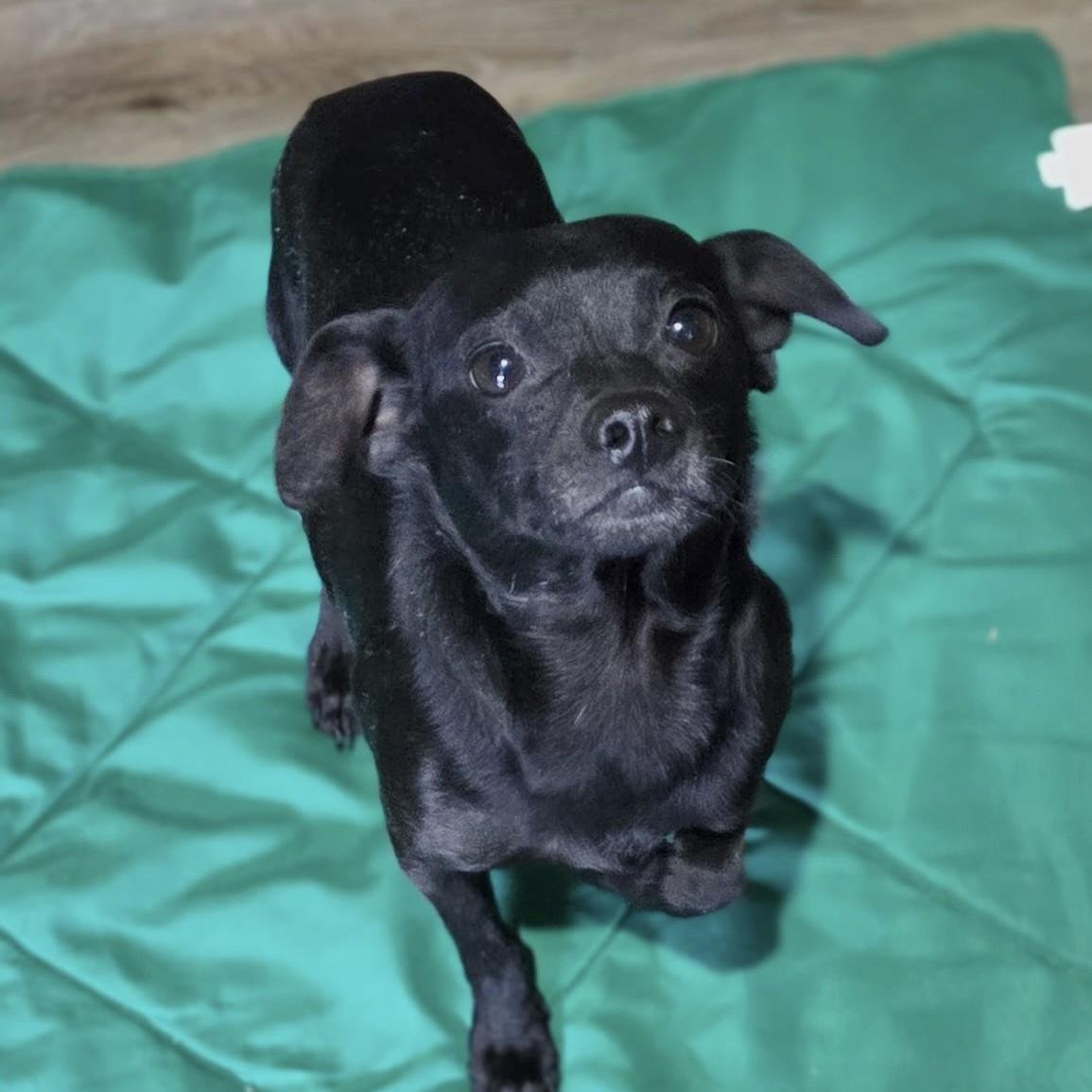 NICK - Chihuahua available for adoption