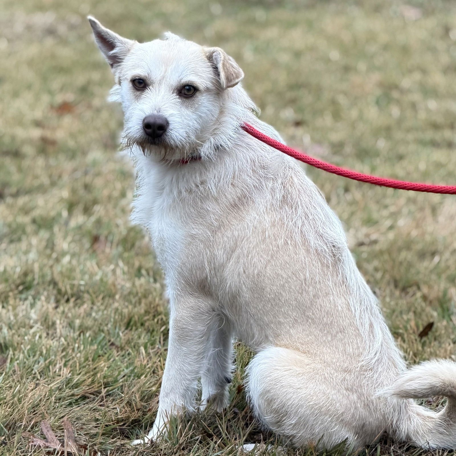 ELLA - Cairn Terrier available for adoption