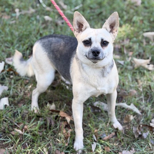 BO PEEP - Chihuahua available for adoption