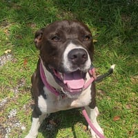 COSMO HOPE  LOWER FEE - Photo 1