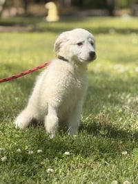 NATASHA - Photo 3