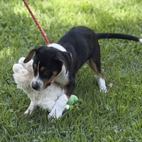 BUTTERBEAN - Photo 2