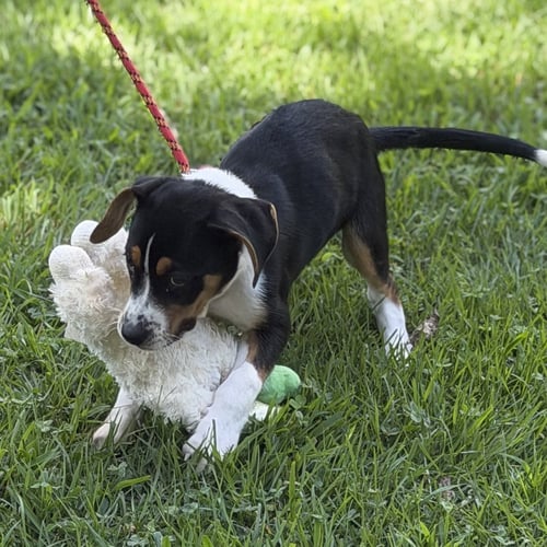 BUTTERBEAN - Beagle available for adoption