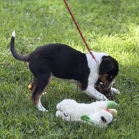 BUTTERBEAN - Photo 3