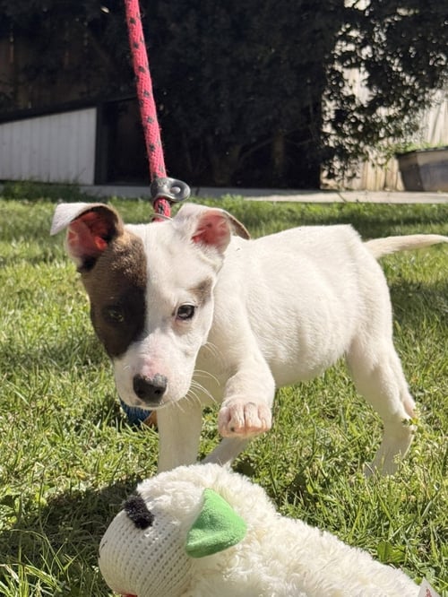 ZITI - Terrier / Labrador Retriever available for adoption