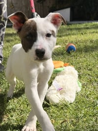 ZITI - Photo 4