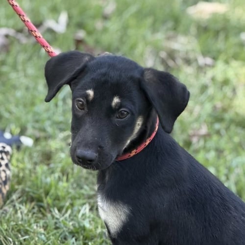 CHEDDAR BOB - Shepherd available for adoption