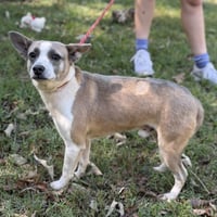 Woody - Photo 4