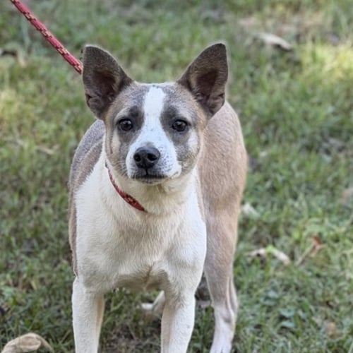 WOODY - Chihuahua available for adoption