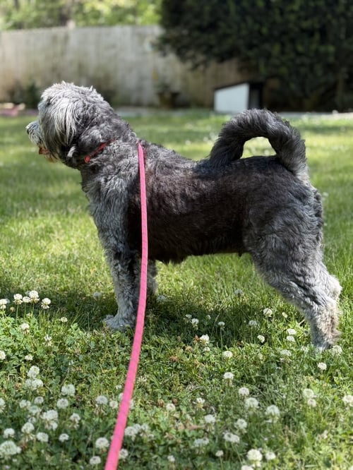STELLA - Poodle (unknown type) / Sheep Dog available for adoption