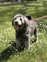 STELLA - Photo 3